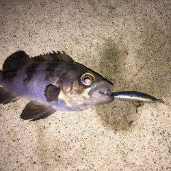 久々のメバル釣果